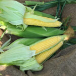 crookham company corn
