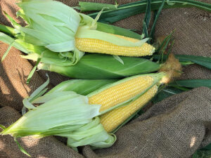 crookham company corn