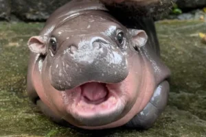 happy hippos kratom
