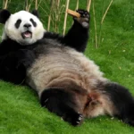 panda benefits student loans debt relief scam evil corporations ftc