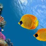 United Supplies for Aquariums and Pets evil corporations
